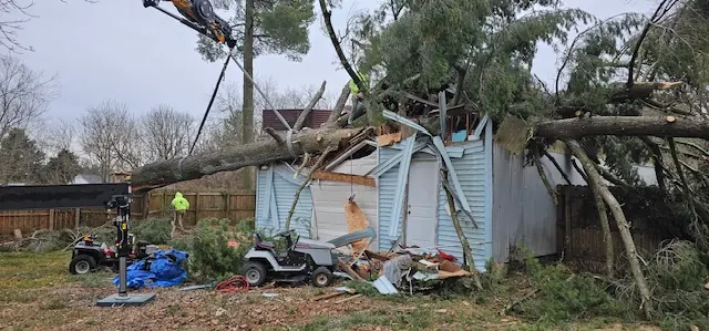 Tree Trimming & Pruning
