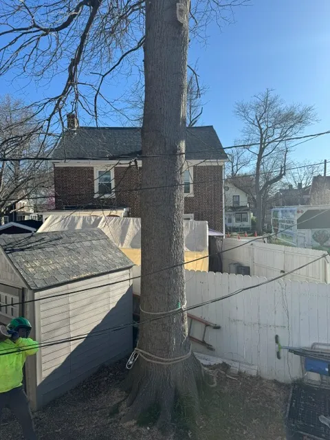 Stump Grinding