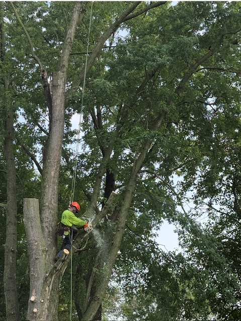Stump grinding service