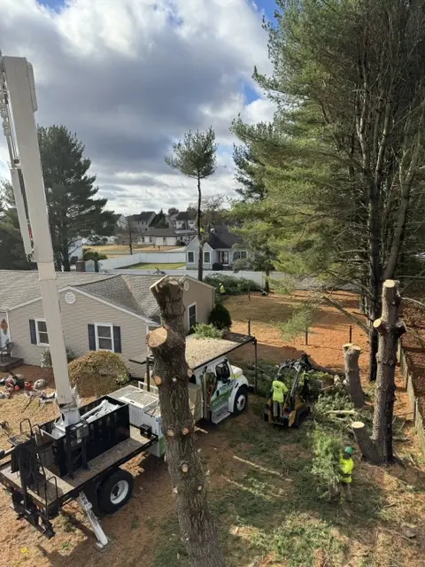 Professional arborist in full safety harness rigging a large tree for removal in Cherry Hill NJ