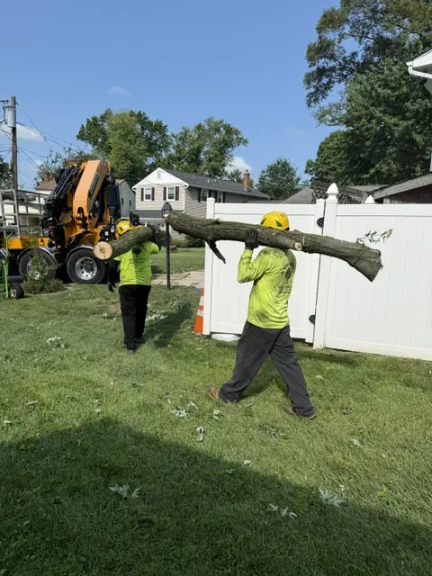 Professional arborist in full safety harness rigging a large tree for removal in Marlton NJ