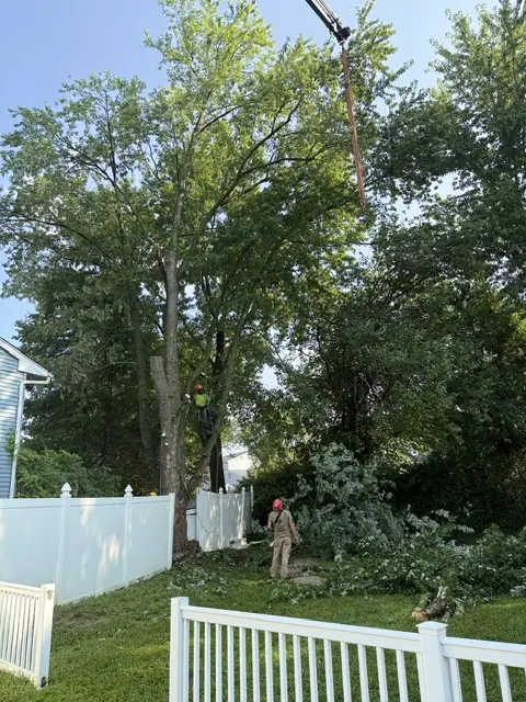 Arborist removing tree in Burlington NJ